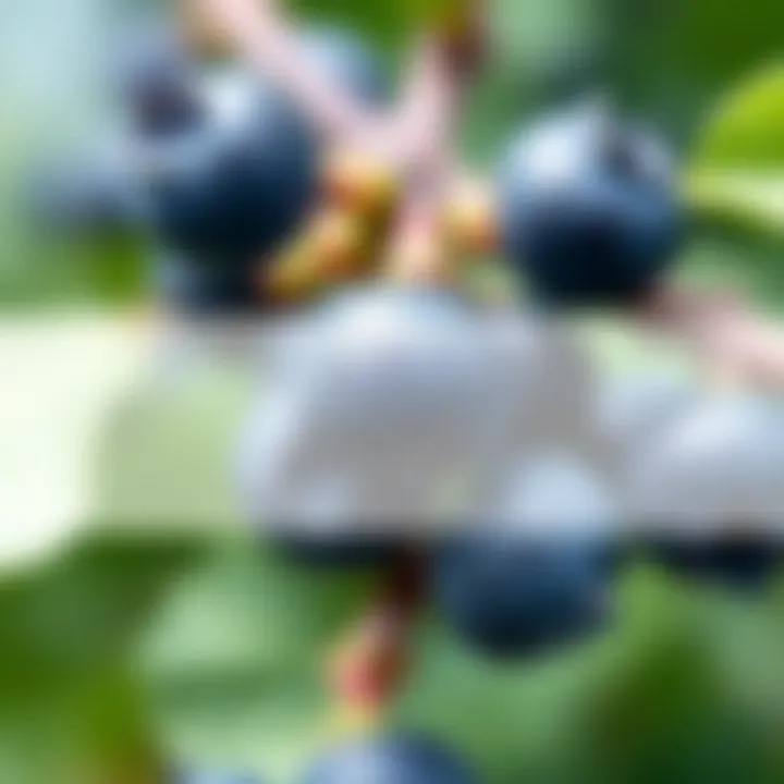 Sources of Blueberry Funding Diagram illustrating various sources of blueberry funding including agricultural grants, private investors, and government subsidies
